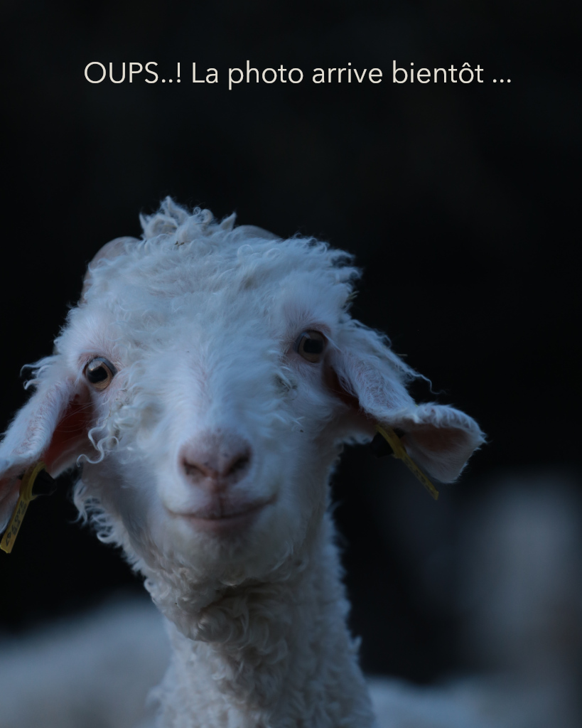 OUPS, la photo arrive bientôt
